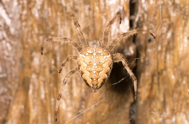 Araneus diadematus - koronás keresztespók