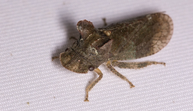 Ledra aurita - füleskabóca