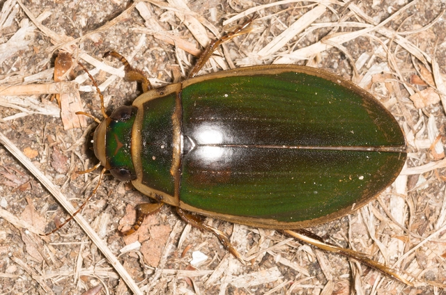 Dytiscus marginalis - szegélyes csíkbogár