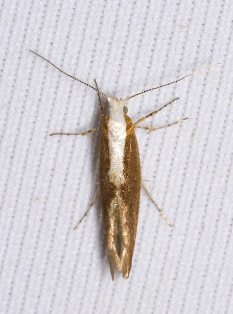 Argyresthia