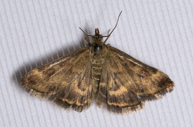 Pyrausta despicata - réti bíbormoly