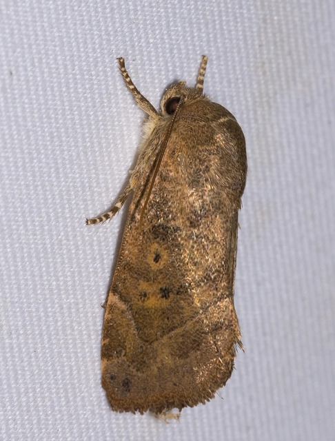 Cosmia affinis - barna lombbagoly