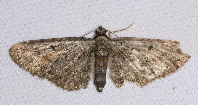Eupithecia icterata - rozsdafoltos törpearaszoló