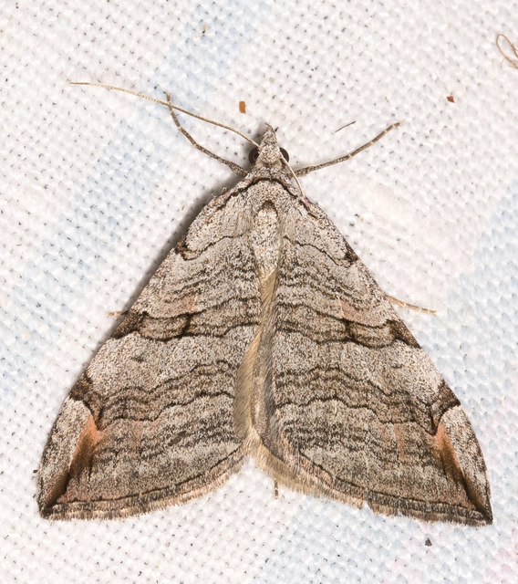 Aplocera efformata/plagiata