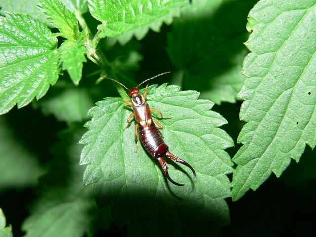 Forficula auricularia - közönséges fülbemászó