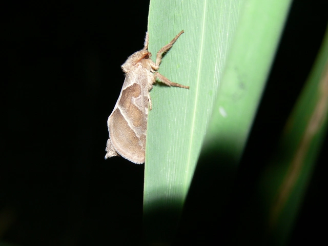 Triodia sylvina - kis gyökérrágólepke