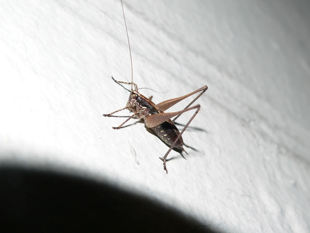 Yersinella raymondi
