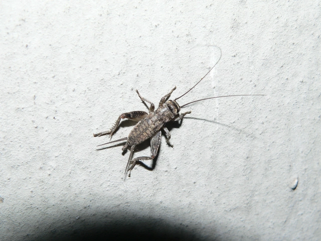 Eumodicogryllus bordigalensis - bordói tücsök