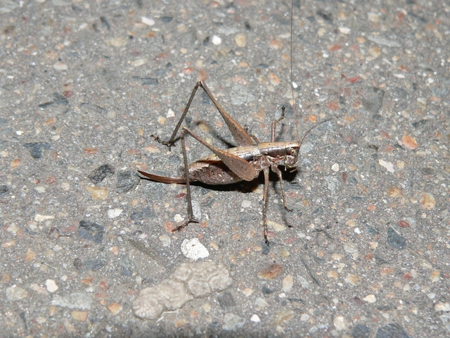 Yersinella raymondi