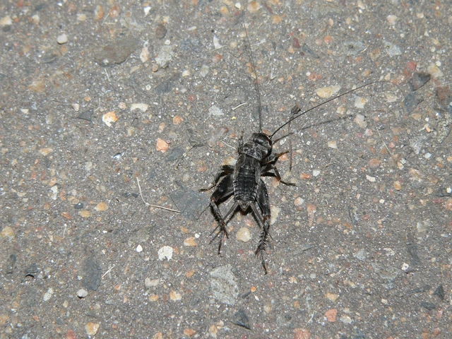 Eumodicogryllus bordigalensis - bordói tücsök