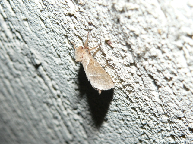 Triodia sylvina - kis gyökérrágólepke