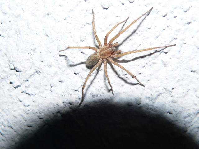 Eratigena agrestis - réti zugpók
