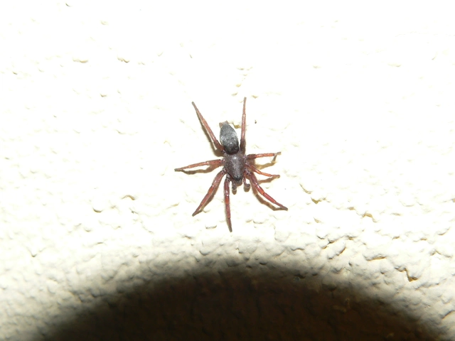 Scotophaeus