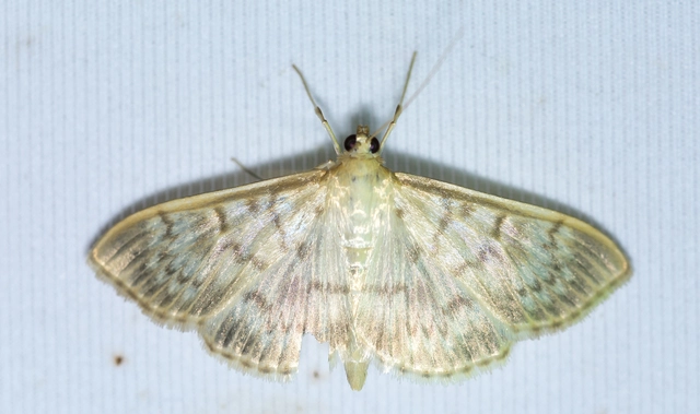 Patania ruralis - csalánevő tűzmoly