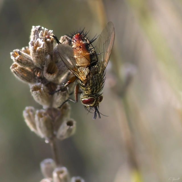 Linnaemya vulpina