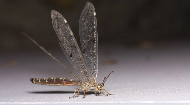 Distoleon tetragrammicus - négyfoltos hangyaleső