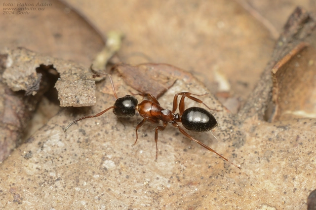 Camponotus dalmaticus