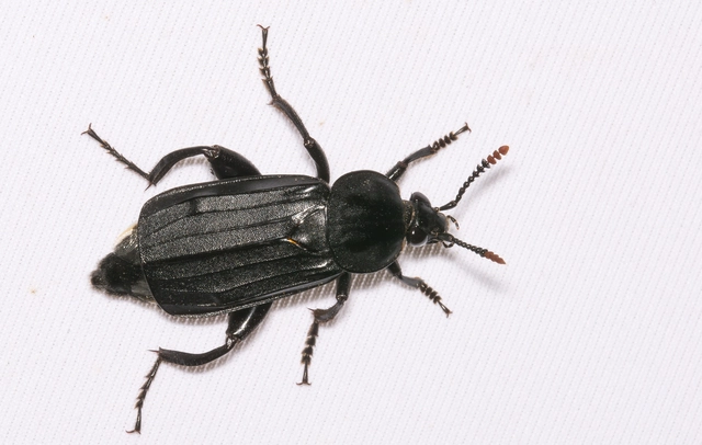 Necrodes littoralis - nagy dögbogár