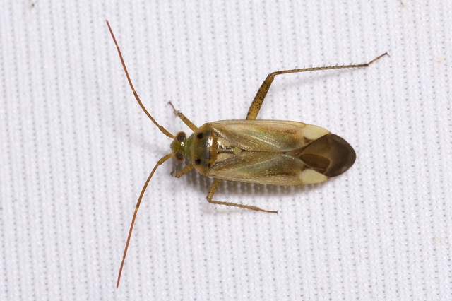 Adelphocoris lineolatus - lucernapoloska