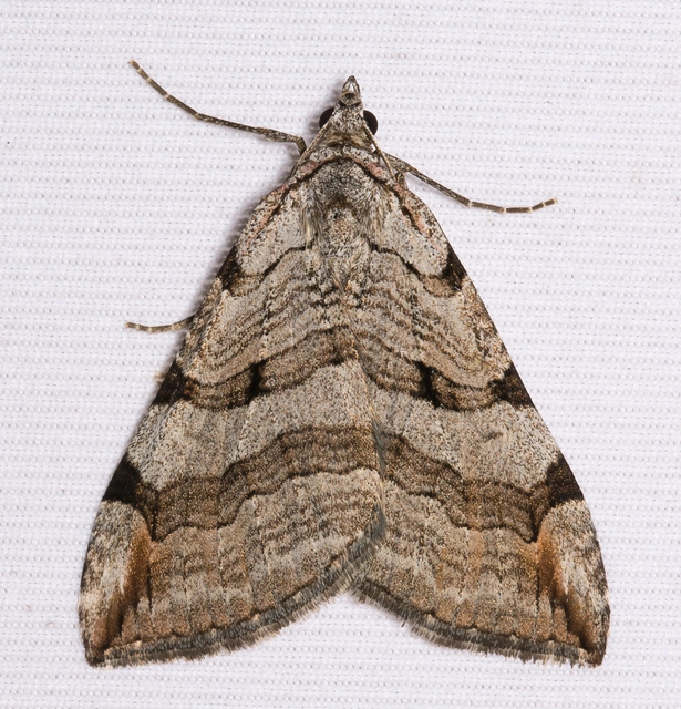 Aplocera plagiata - szürke csíkosaraszoló