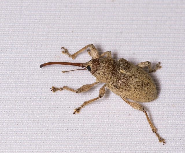 Curculio propinquus - halvány zsuzsóka