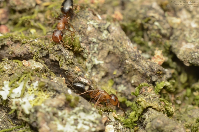 Colobopsis truncata - kapushangya