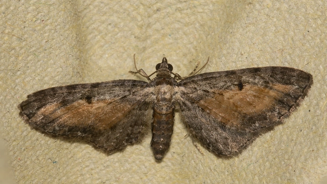 Eupithecia icterata - rozsdafoltos törpearaszoló
