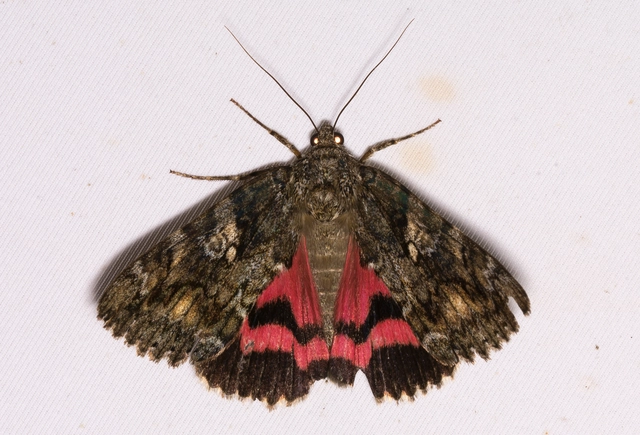 Catocala sponsa - tölgyfa-övesbagoly