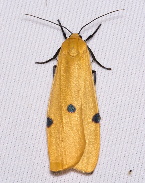 Lithosia quadra - négypettyes zuzmószövő