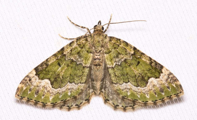 Colostygia olivata - olajzöld levélaraszoló