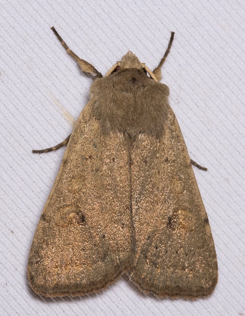 Xestia castanea michaeli - csarabos fűbagoly