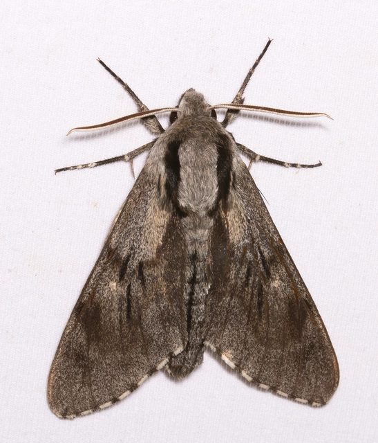 Hyloicus pinastri - fenyőszender