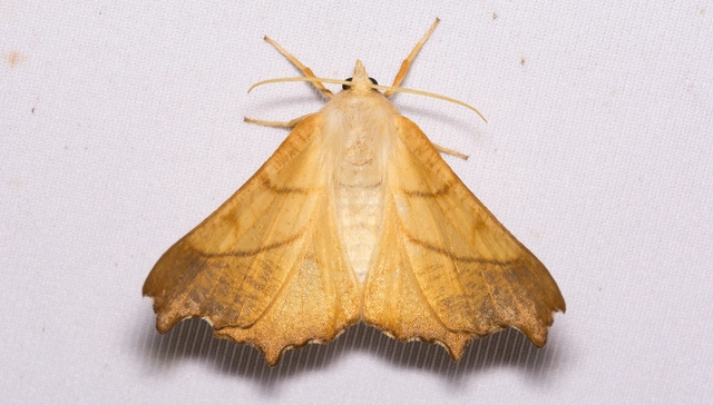 Ennomos fuscantaria - kőris-levélaraszoló