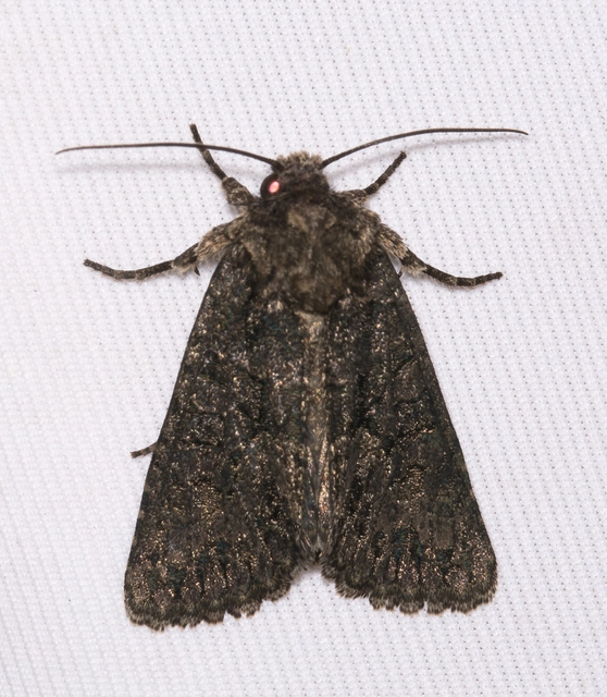 Dryobotodes monochroma - szürke tölgybagoly