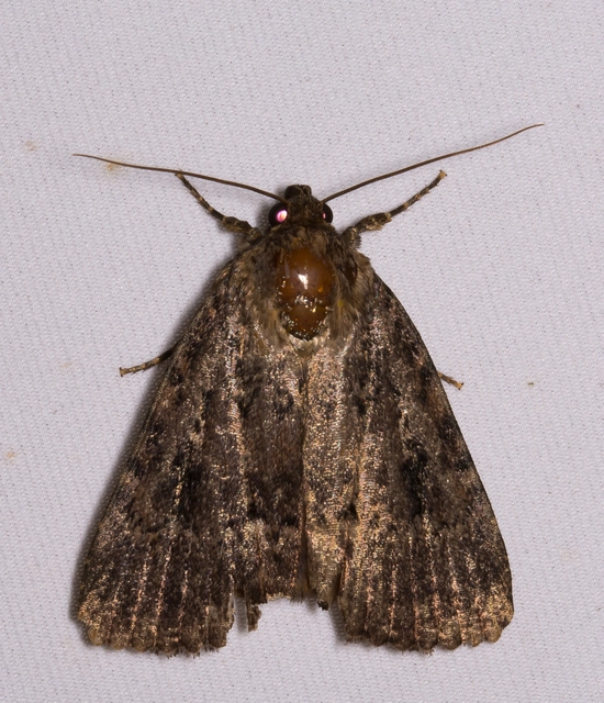 Amphipyra berbera/pyramidea
