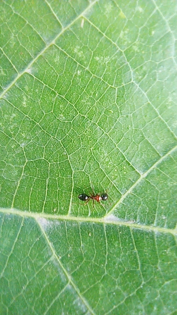Camponotus dalmaticus