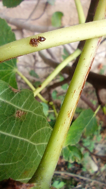 Crematogaster schmidti - vörös szívhangya
