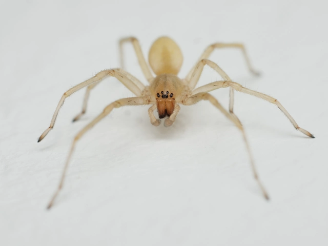 Cheiracanthium