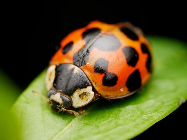 Harmonia axyridis - harlekinkatica