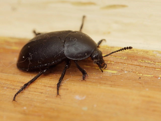 Ablattaria laevigata - sima csigarabló
