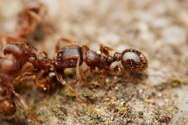 Tetramorium