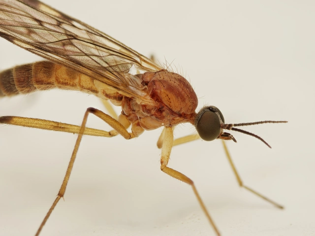 Diptera - Kétszárnyúak