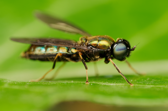 Stratiomyidae - katonalégyfélék
