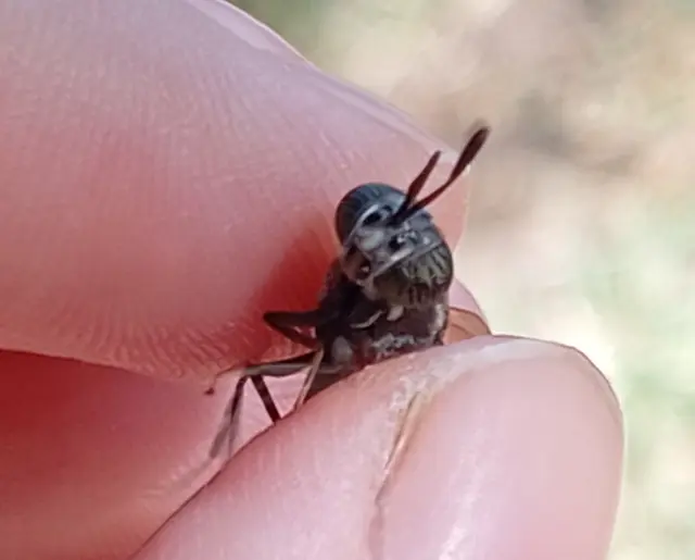 Hermetia illucens