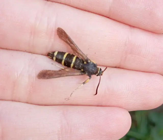 Paranthrene tabaniformis - bögölyszitkár