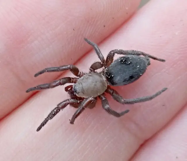 Scotophaeus