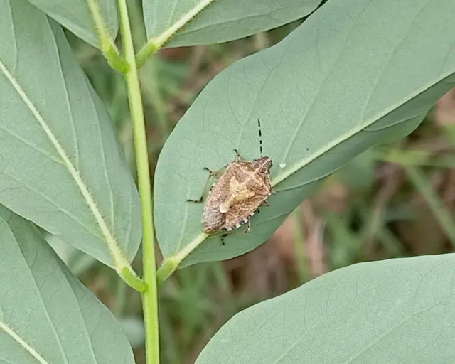 Dolycoris baccarum - közönséges bogyómászó-poloska Dolycoris baccarum - közönséges bogyómászó-poloska