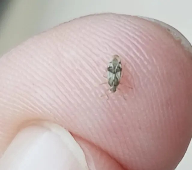 Monosteira unicostata - tüskésfejű csipkéspoloska