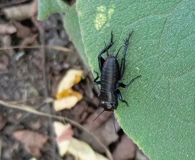 Gryllus campestris - mezei tücsök