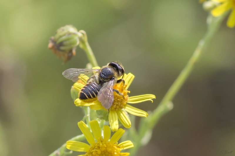 Megachile centuncularis
